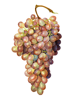 bunch of green grapes clipart