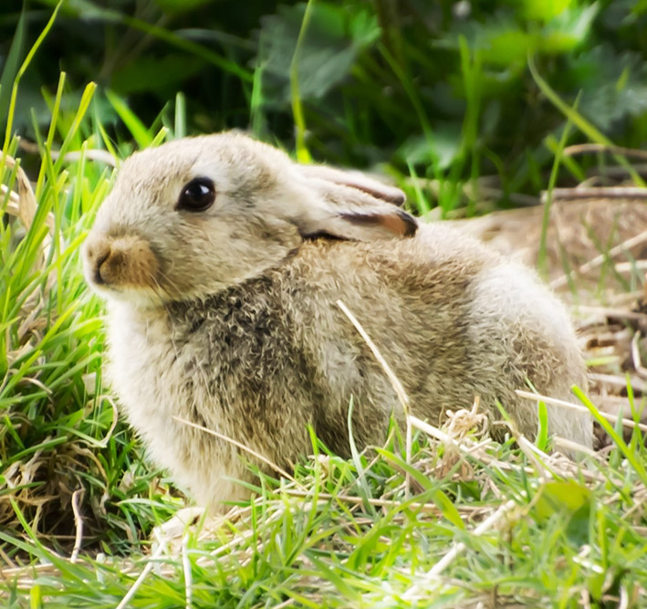 bunny in green grass