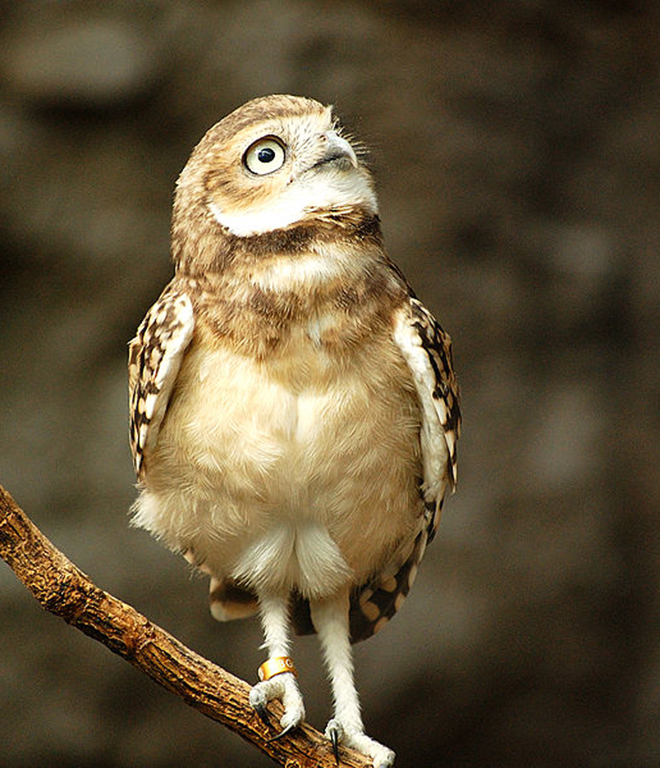 burrowing owl on branch