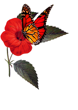 Butterfly on hibiscus flower