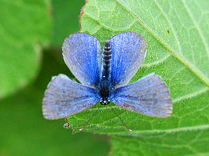 Glaucopsyche lygdamus butterfly photo