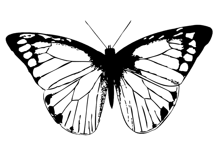 butterfly image black white