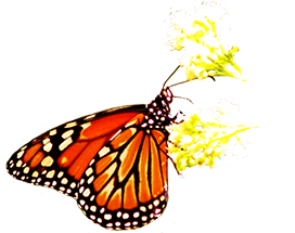 butterfly on flower clipart