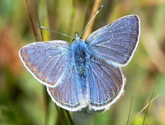 Male Mission blue butterfly beautiful