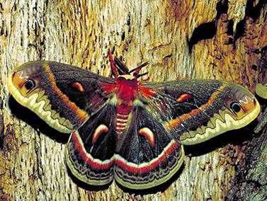 moth Cecropia-moth