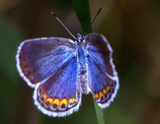 Blue butterfly