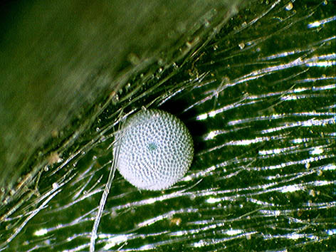 Mission blue butterfly egg