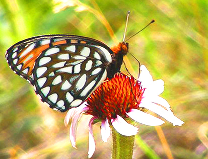 Butterfly images Regal Frittilary