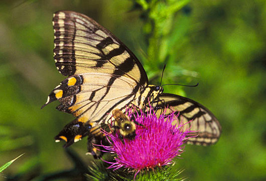 swallowtail and bumblebee
