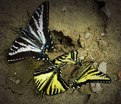 Swallowtalies blue yellow