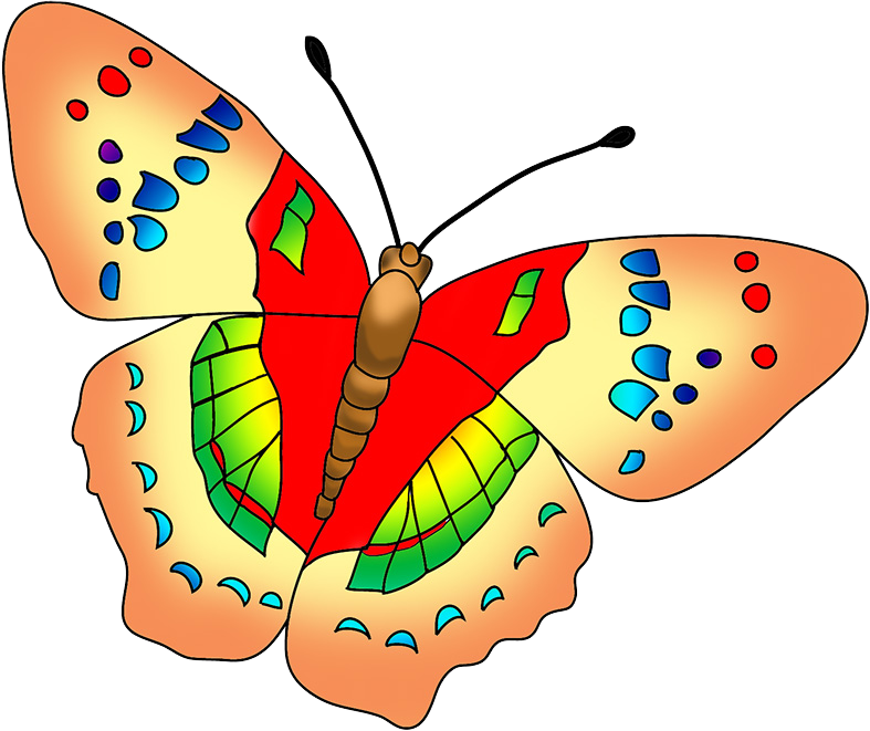 multicolored butterfly image