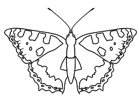 butterfly image outlined