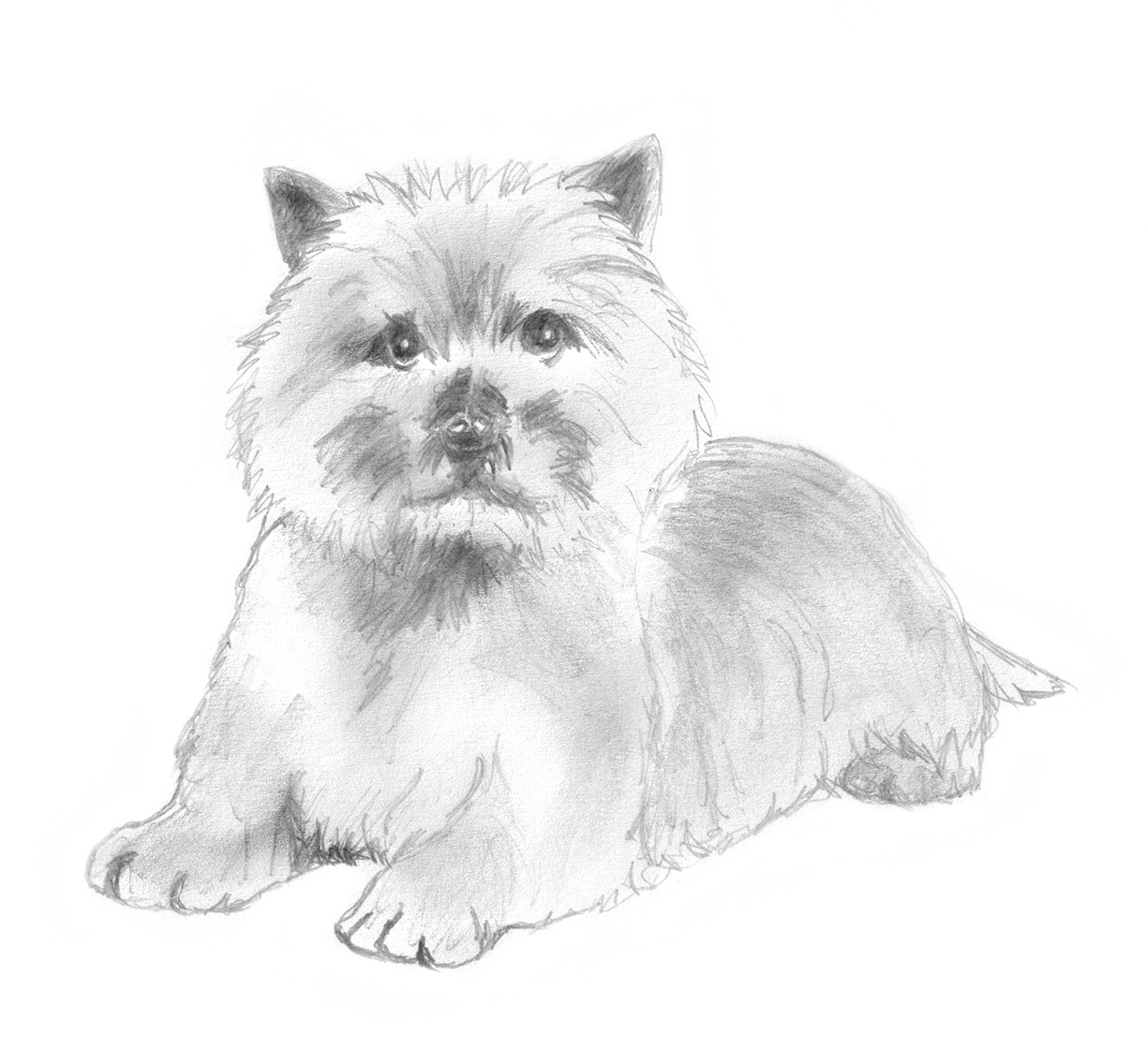 cairn terrier drawing