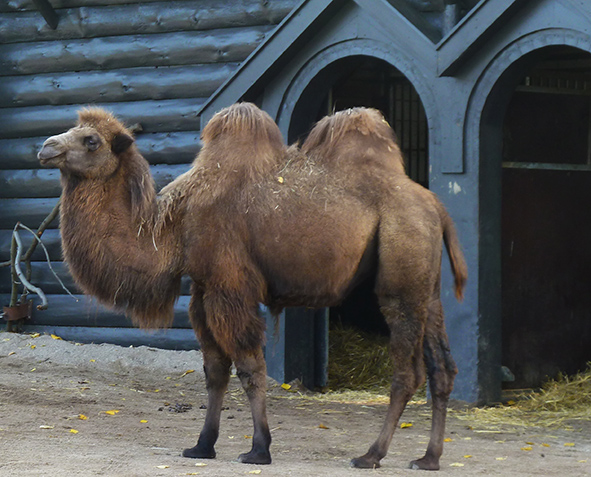 camel in zoo standing in front of house