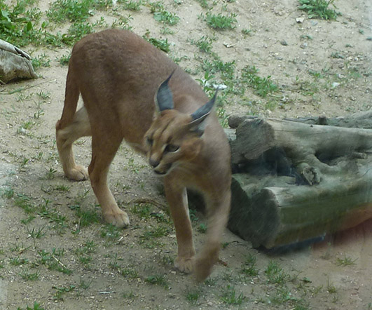 Caracal cat walking