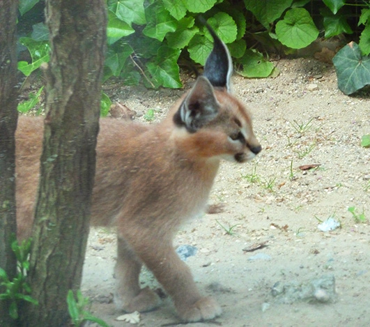 Caracal kitten in zoo