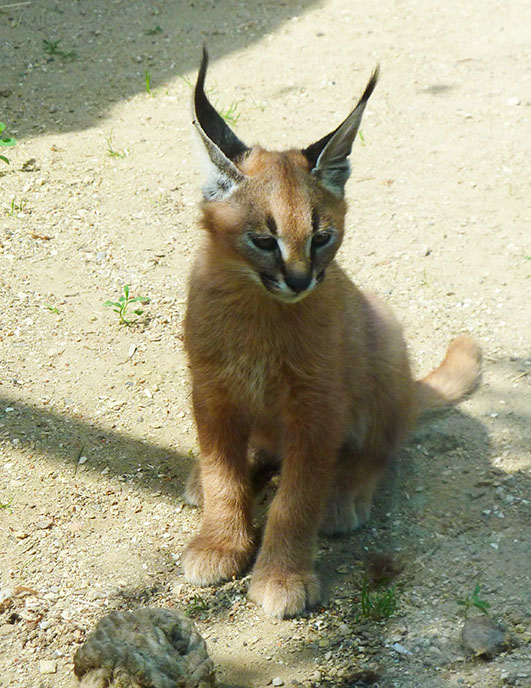 Caracal kitten with rope toy