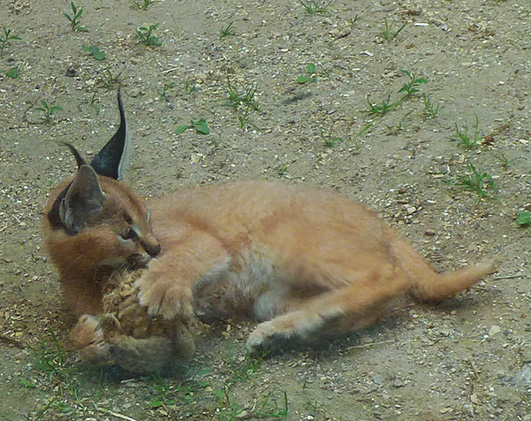 Caracal lynx kitten