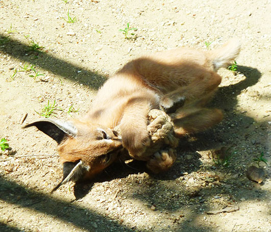 Caracal lynx playing kitten