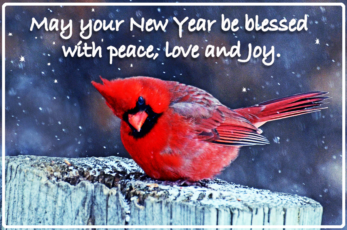 Cardinal in snow New Year wish