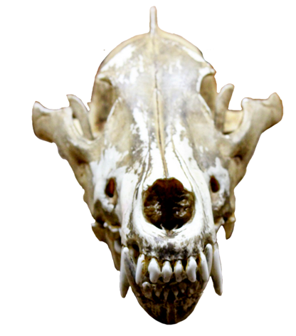 carnivore skull