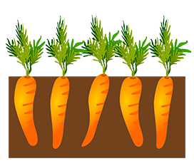 carrot garden bed