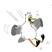 cartoon drawings of animals seagull landing