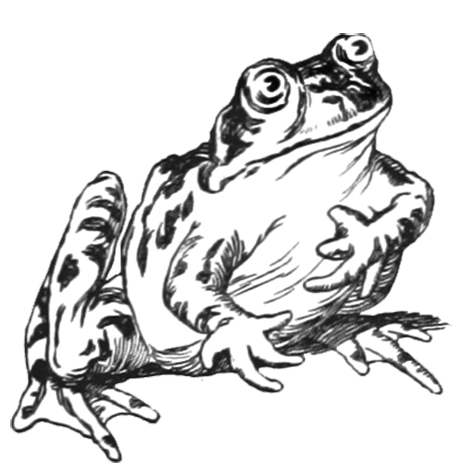 funny frog drawing