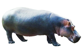 hippo clipart side view