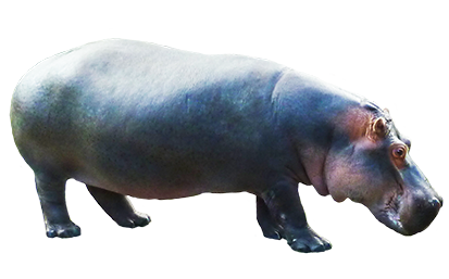 Side view of big hippopotamus
