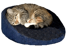 cat-clip-art-pillow-kitten