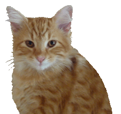 cat clip art ginger 