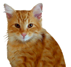 cat clip art ginger