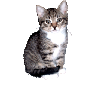 cat-clip-art-kitten-2