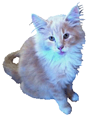 cat-clip-art-kitten-longhaired