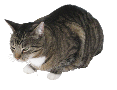 clip-art-striped-cat