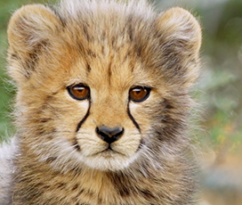 picture of cheetah cub's face