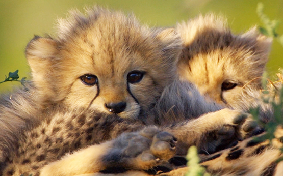 Cheetah cubs