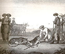 cheetah facts asiatic cheetahs used for hunting