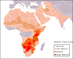cheetah facts population range
