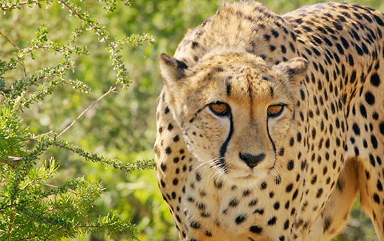 picture of cheetah animal in Africa