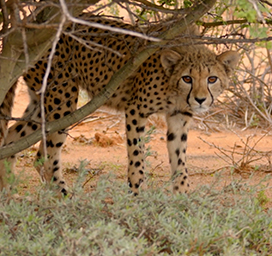 picture of cheetah in Africa