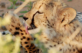 cheetah licking it's paw