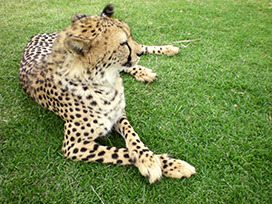 cheetah picture lying in grass