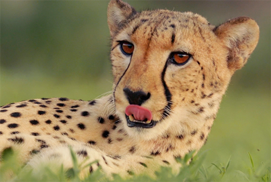 picture of female cheetah