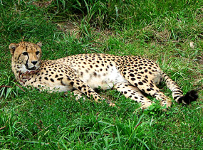 cheetah resting