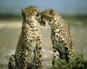 guerpardo two cheetahs