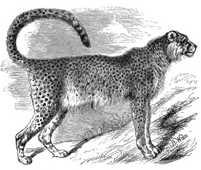 Drawing of Asiatic cheetah