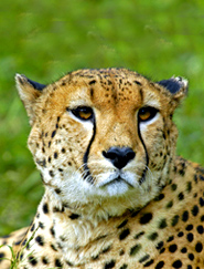face of guepard