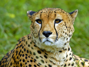 cheetah face
